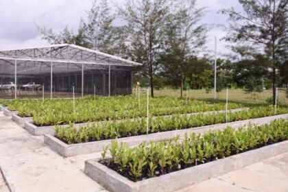 Komitmen Pengelolaan Lingkungan, PT TIMAH Tbk Reklamasi Ratusan Hektar Lahan Pasca Tambang di Bangka Belitung. (Foto: doc. Humas PT Timah Tbk)