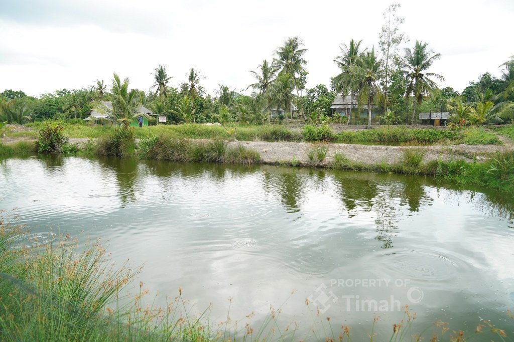 PT TIMAH Tbk Bantu Mahendra, Produktivitas Ternak Ikan Kini Meningkat Pesat. (Foto: doc. Humas PT Timah Tbk)