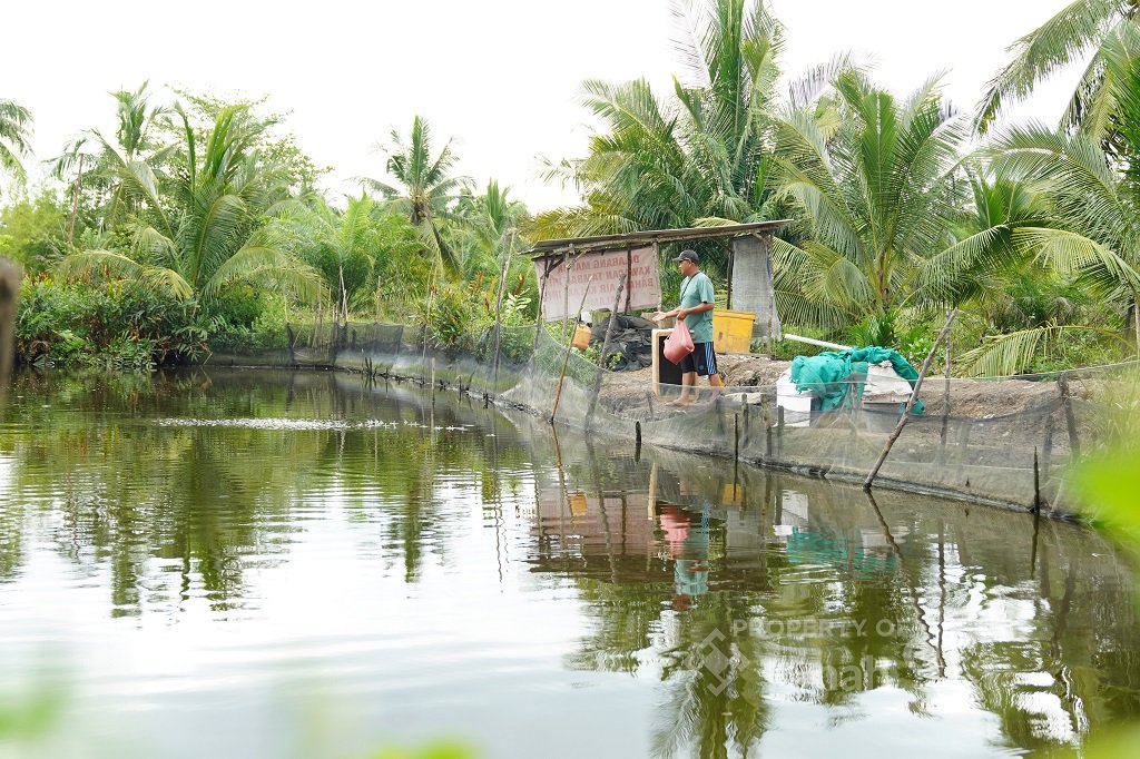 Kisah Mahendra Tingkatkan Produktivitas Hasil Ternak Ikan Berkat Dukungan PT TIMAH Tbk. (Foto: doc. Humas PT Timah Tbk)